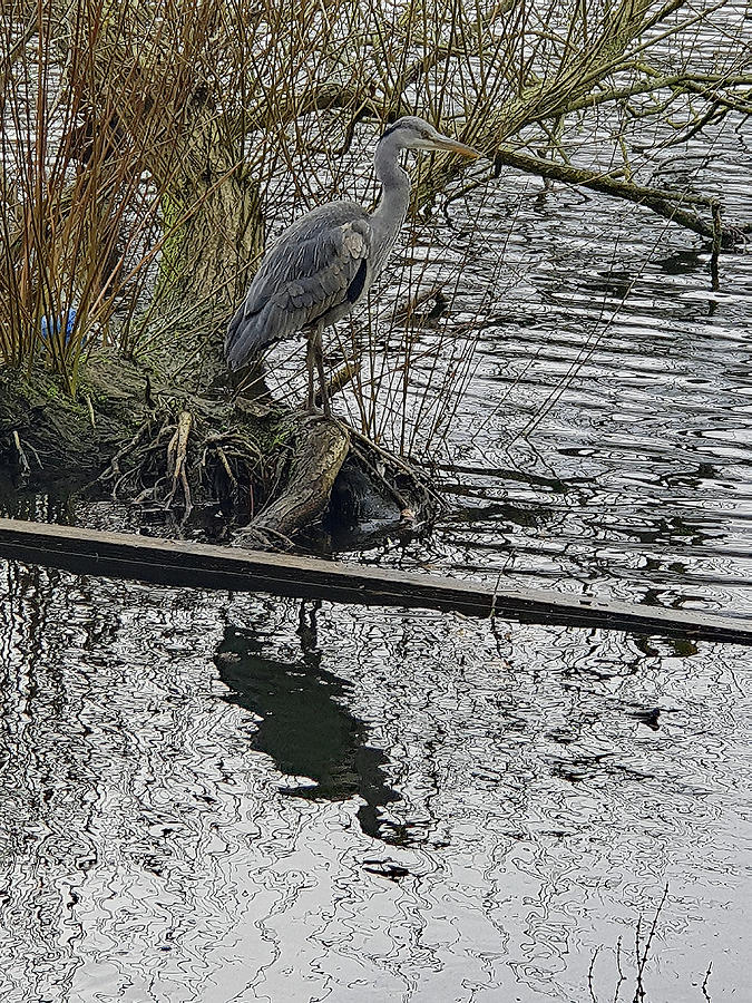 Grey Heron by Tony Murtagh Grey Heron by Tony Murtagh