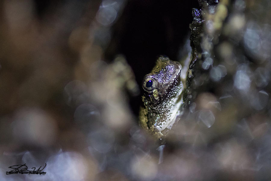 Nature Photograph - Grey tree Frog #3 by Steven Wilson