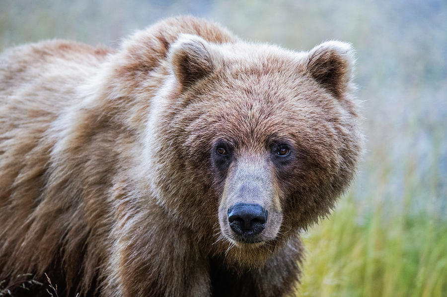 Grizzly Bear  Ursus Arctos Horribilis #3 Photograph by Robert Postma