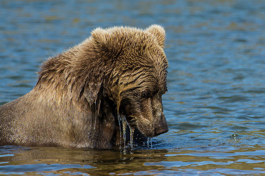 Katmai National Park Photograph - Grizzly Or Brown Bear (ursus Arctos #3 by Michael Defreitas
