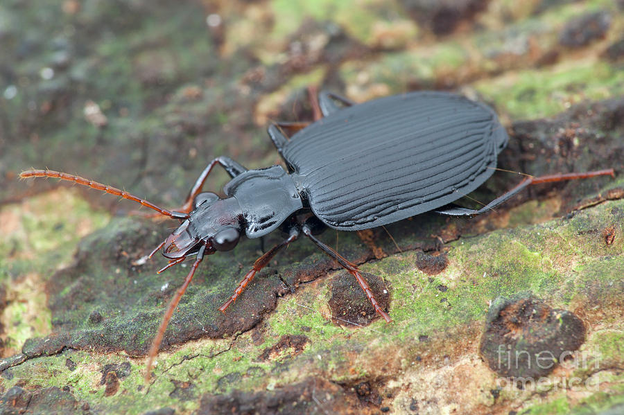 Ground Beetle 3 Photograph By Melvyn Yeoscience Photo Library Pixels 1514