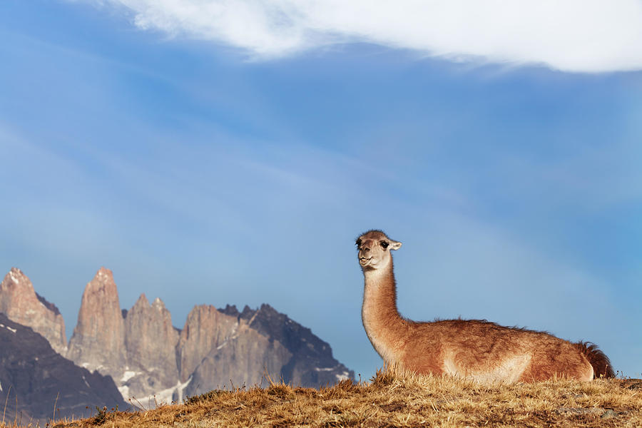 Mountain Photograph - Guanaco In Torres Del Paine National #3 by DPK-Photo