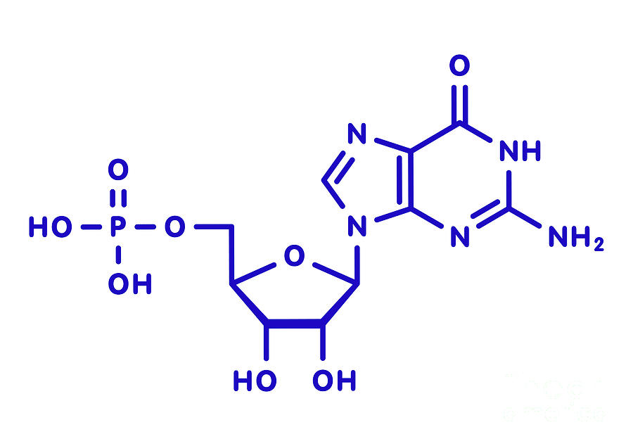Guanosine Monophosphate Rna Molecule #3 Photograph by Molekuul/science Photo Library