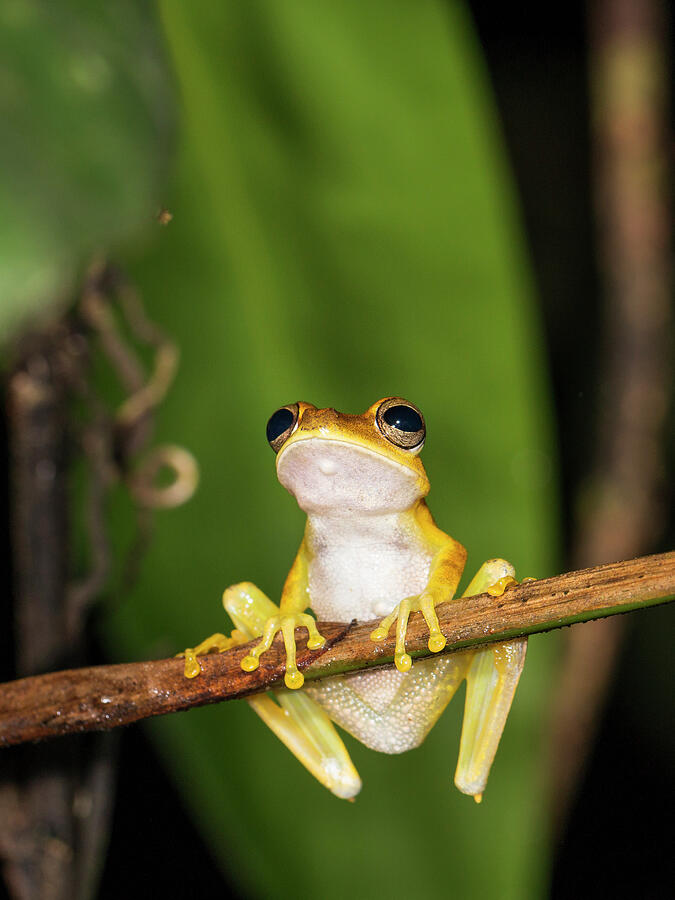 Gunther's Banded Tree Frog Panguana Reserve, Huanuco #3 Photograph by ...