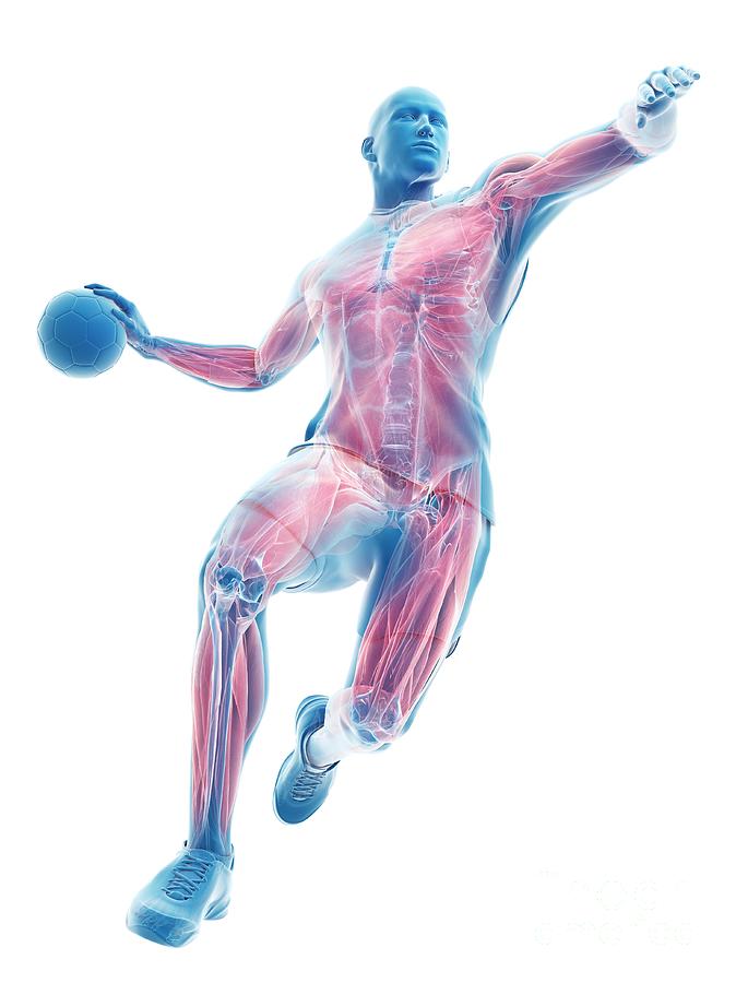 3d Photograph - Handball Players Muscles by Sebastian Kaulitzki/science Photo Library 3d Photograph - Handball Players Muscles by Sebastian Kaulitzki/science Photo Library