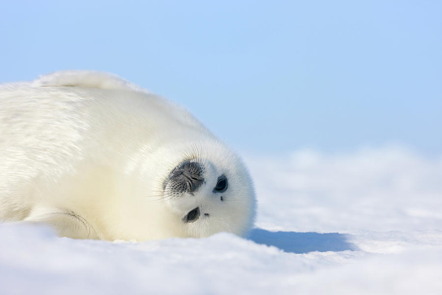 harp seal pup cute