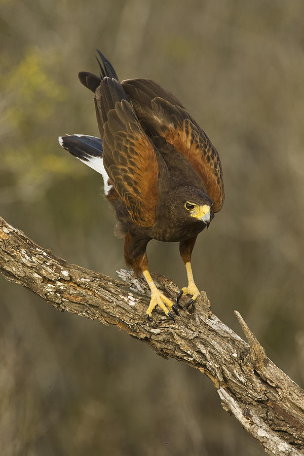 Harriss Hawk, Parabuteo Unicinctus Photograph by James Zipp | Fine Art ...