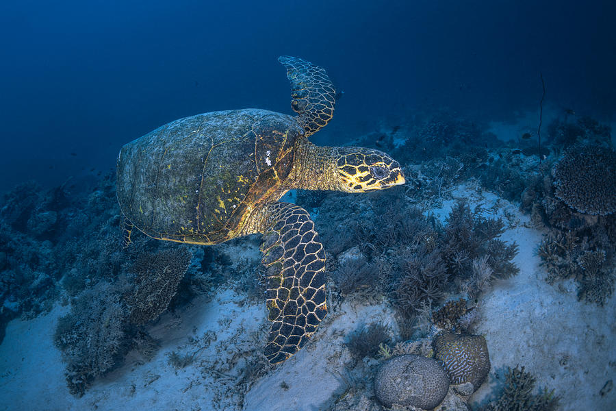 Hawksbill Sea Turtle #3 Photograph by Barathieu Gabriel