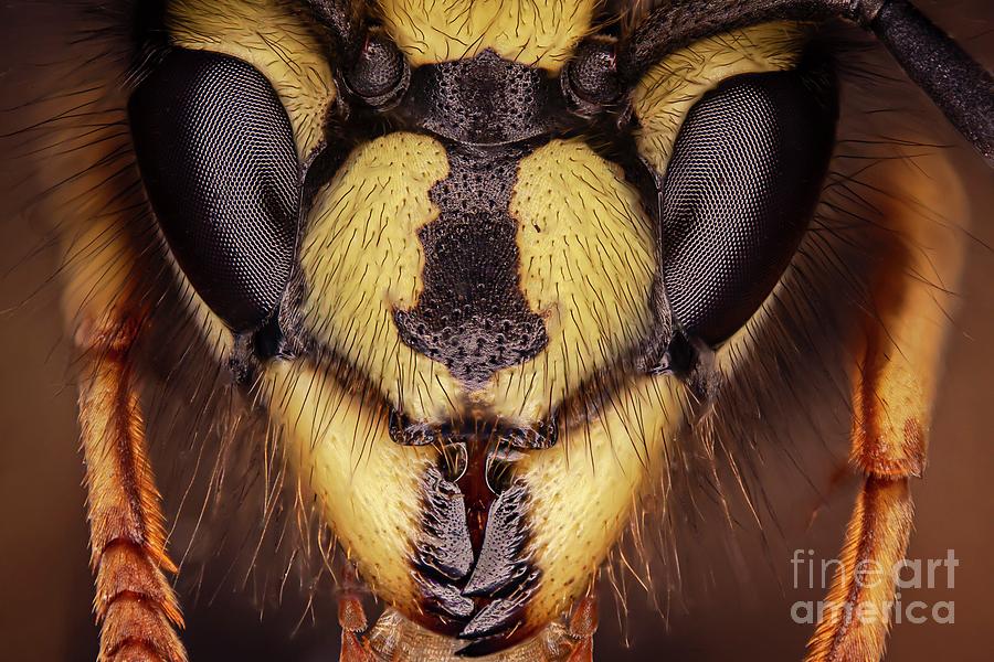 Head Of A Hornet #3 Photograph by Frank Fox/science Photo Library