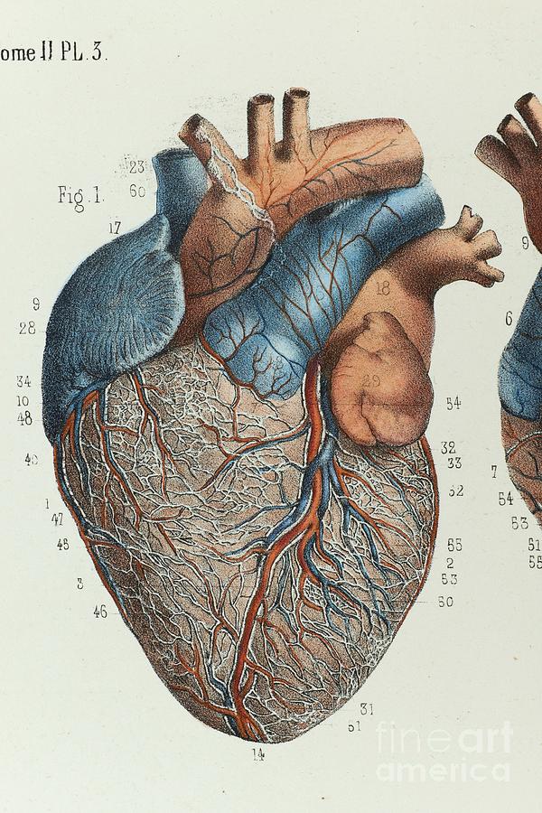 Heart Anatomy #3 by Science Photo Library