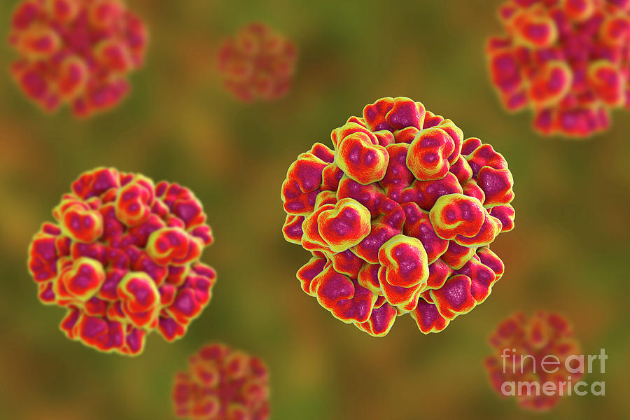 Hepatitis E Virus Particle Photograph By Kateryna Konscience Photo Library Pixels 7258