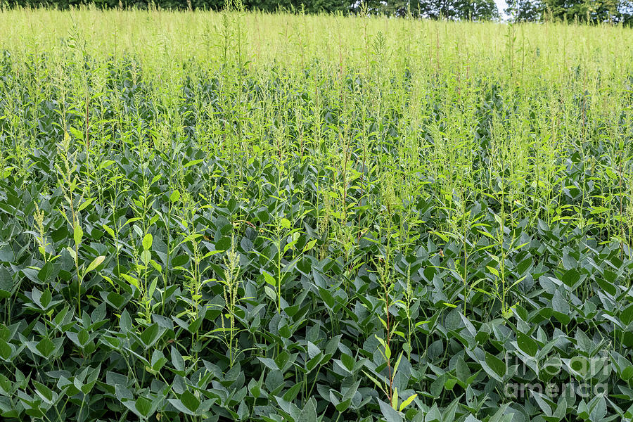 Herbicide-resistant Palmer Amaranth #3 Photograph by Jim West/science Photo Library