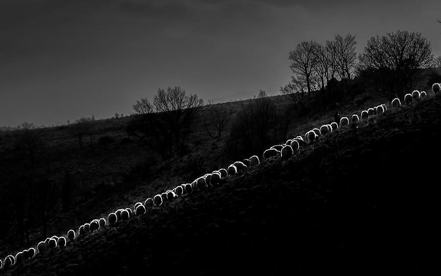 Herd #3 Photograph by Durmusceylan