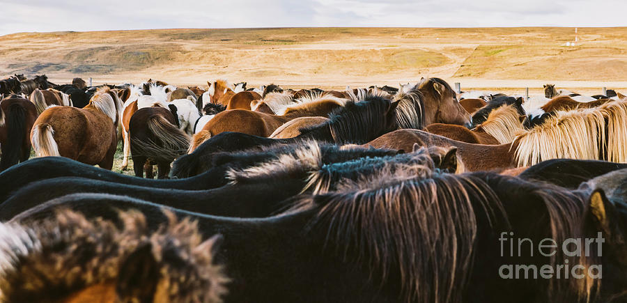 Herd of precious Icelandic horses gathered in a farm. #3 Photograph by Joaquin Corbalan
