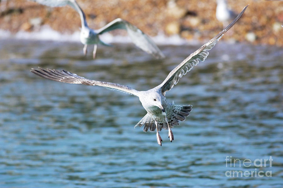 Wildlife Photograph - Herring Gull #3 by John Devries/science Photo Library