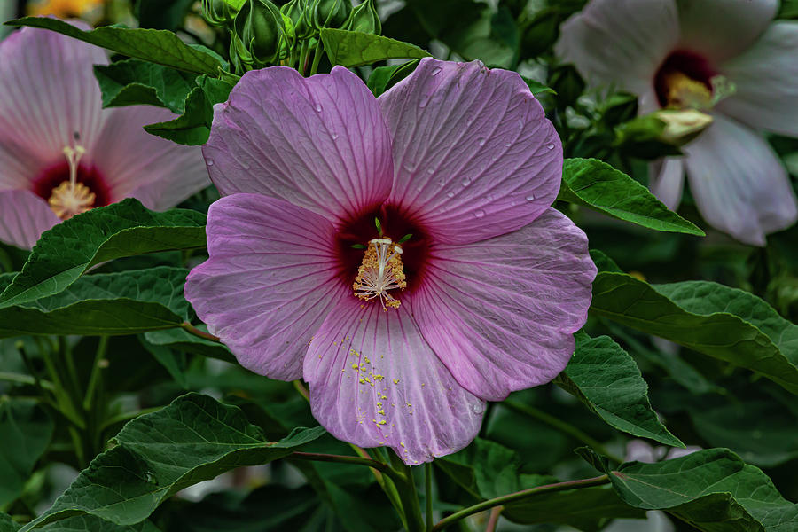Hibiscus and Raindrops #3 Photograph by Robert Ullmann