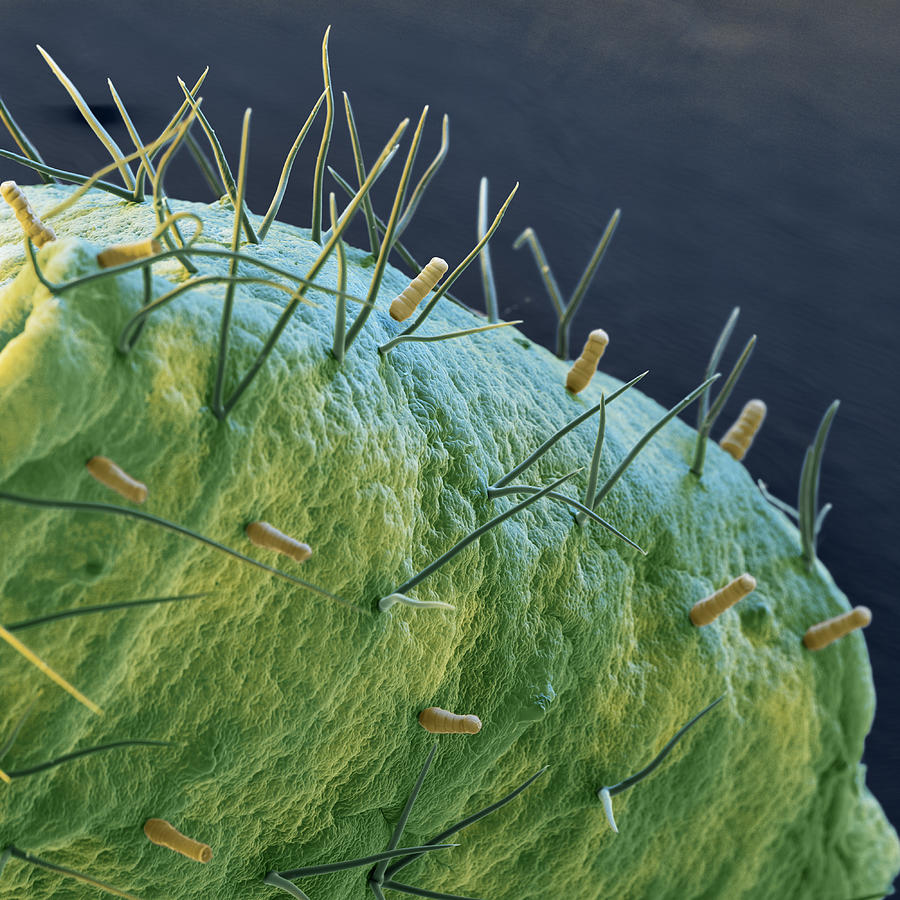 Hibiscus, Glandular Hair Sem Photograph by Meckes/ottawa Fine Art America