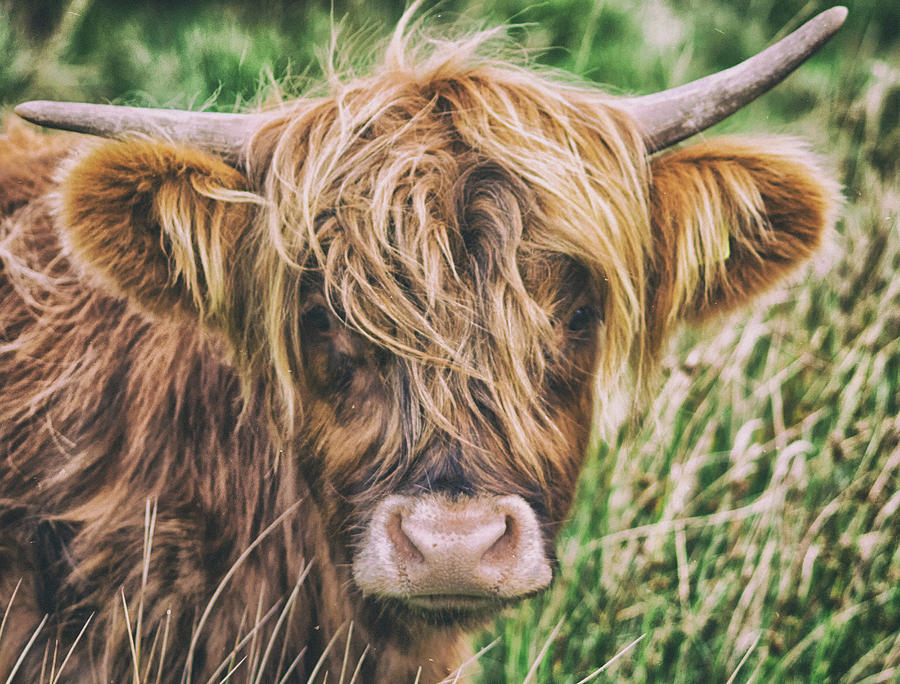 Nature Photograph - Highland Cow #3 by Martin Newman