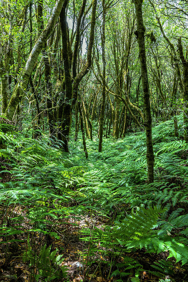 Hiking Trail "bosque Encantado" With Moss-covered Trees And Ferns In The Cloud Forest Of The Anaga Mountains, Tenerife, Spain #3 Photograph by Robin Runck