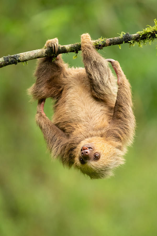 Nature Photograph - Hoffmann\s Two-toed Sloth #3 by Milan Zygmunt