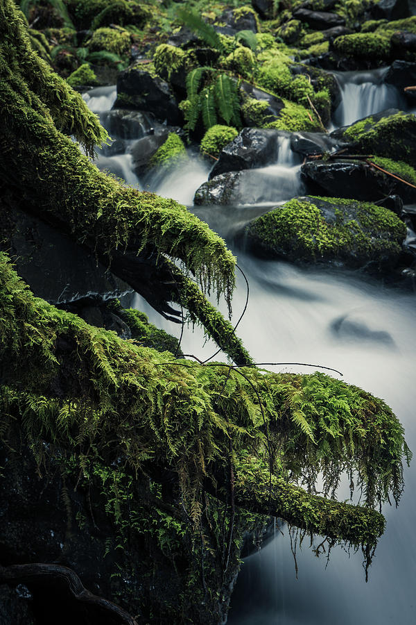 Hoh rainforest waterfalls hotsell