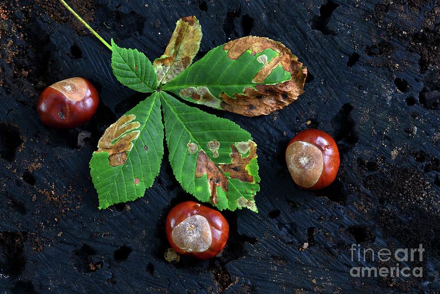 Horse Chestnut (aesculus Hippocastanum) #3 Photograph by Colin Varndell/science Photo Library