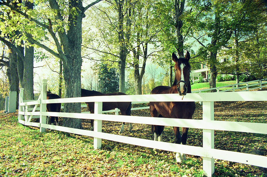 3 Horses along Old River Road - Woodstock, Vermont Photograph by Michael McCormack