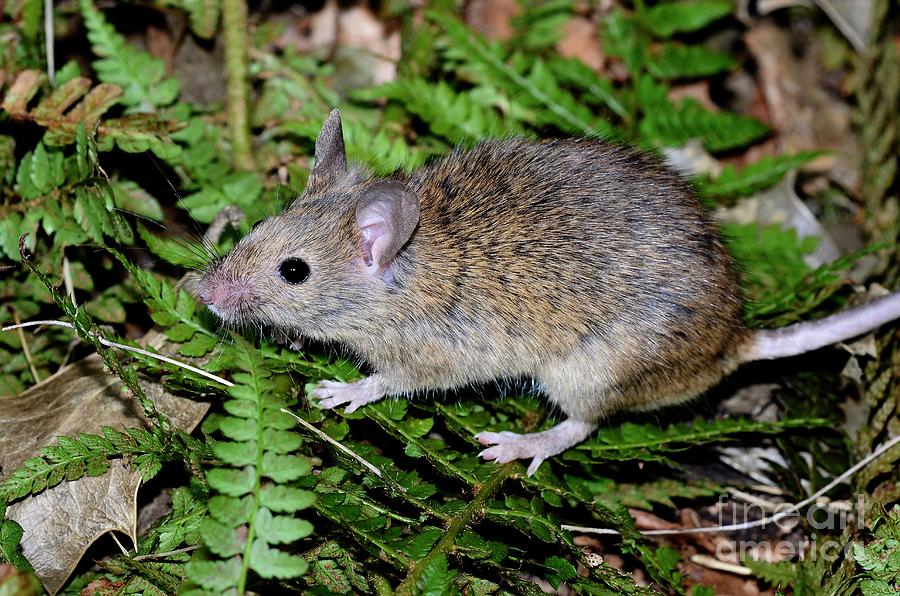 House Mouse #3 Photograph by Colin Varndell/science Photo Library