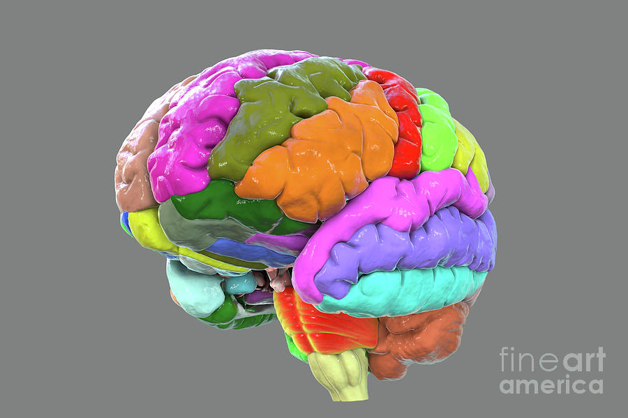 Human Brain With Gyri Highlighted #3 Photograph by Kateryna Kon/science Photo Library