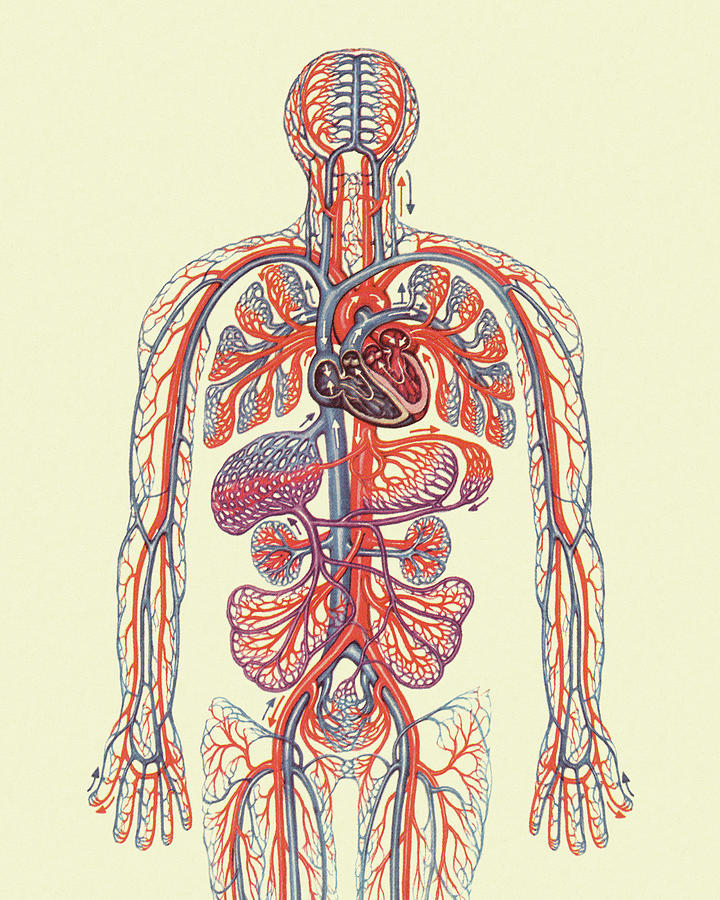 Vintage Drawing - Human Circulatory System #3 by CSA Images