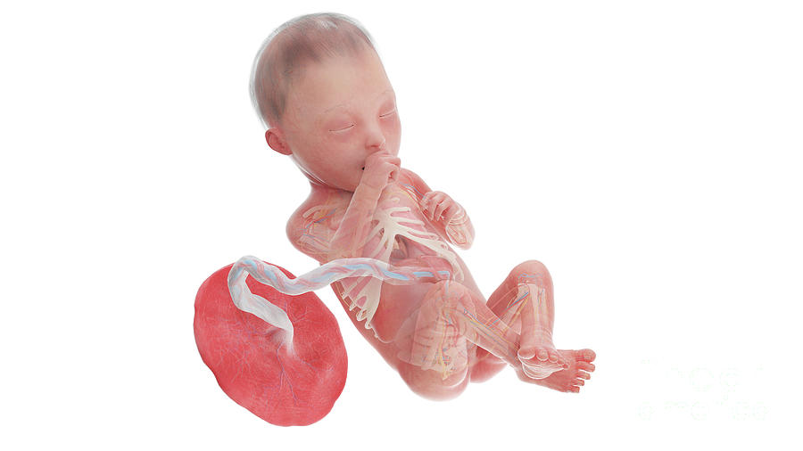 Human Foetus Anatomy At Week 25 Photograph by Sebastian Kaulitzki Biology Diagrams
