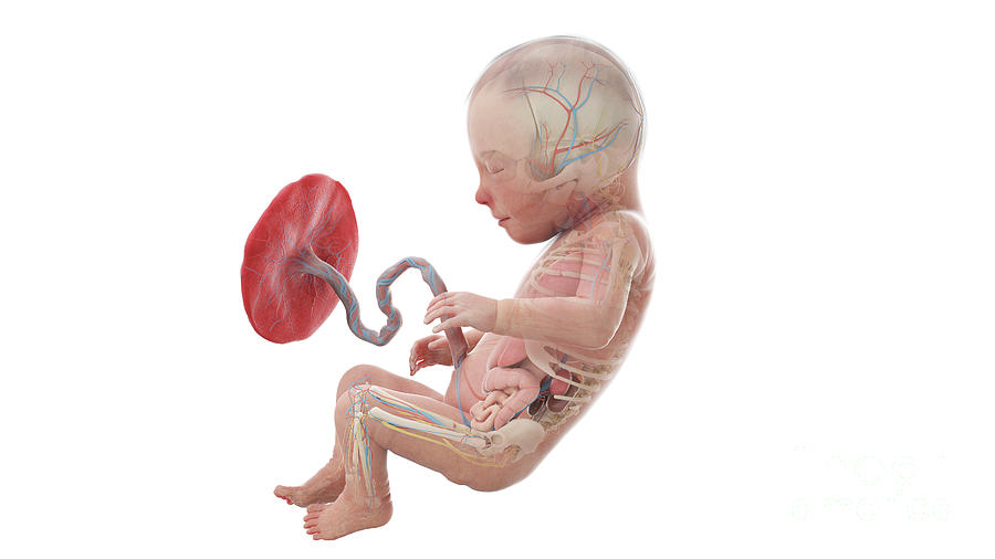 Human Foetus Anatomy At Week 31 Photograph by Sebastian Kaulitzki ... Biology Diagrams