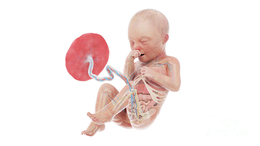 Human Foetus Anatomy At Week 34 Photograph by Sebastian Kaulitzki ... Biology Diagrams