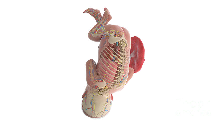 Human Foetus Anatomy At Week 36 Photograph by Sebastian Kaulitzki ... Biology Diagrams