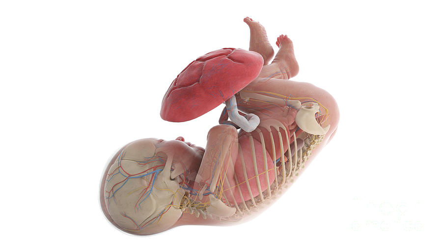 Human Foetus Anatomy At Week 40 Photograph by Sebastian Kaulitzki ... Biology Diagrams