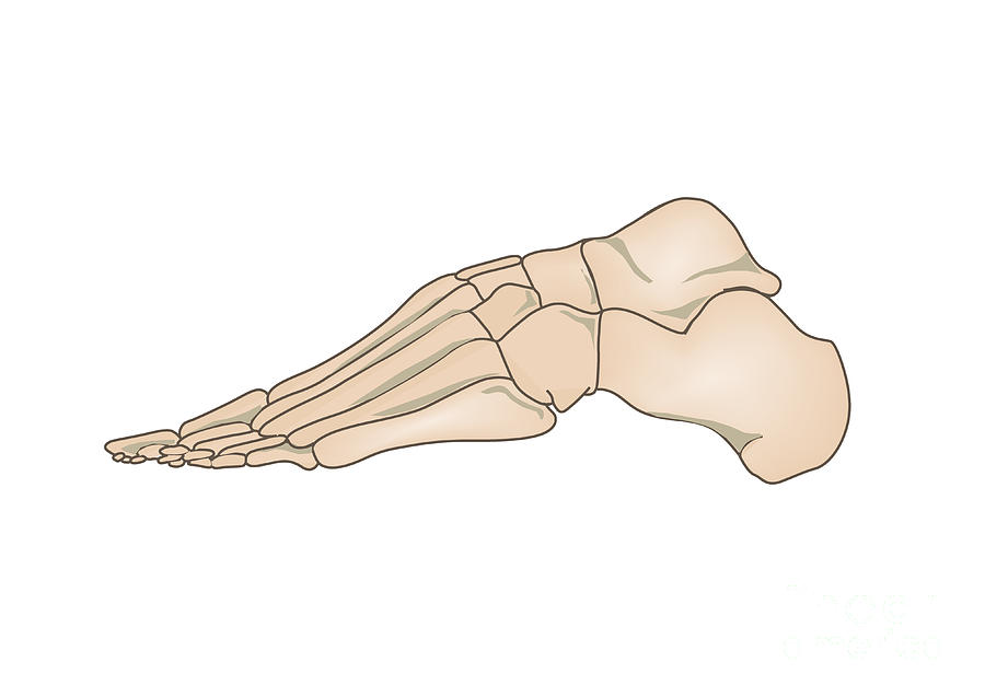 Human Foot Anatomy #3 Photograph by Samantha Elmhurst/science Photo Library