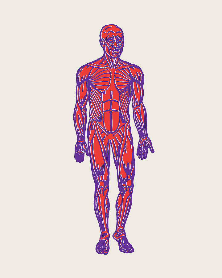 Human Muscular System Drawing by CSA Images - Fine Art America