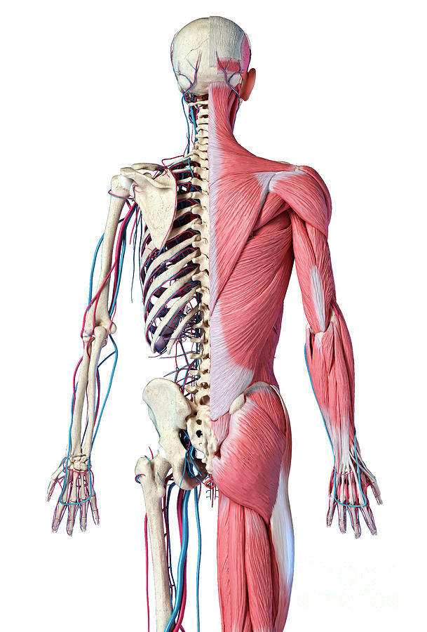 Human Skeleton With Muscles And Blood Vessels Photograph By Leonello