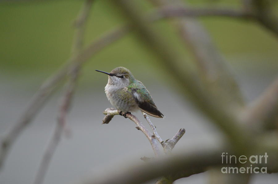 Hummingbird  #3 Photograph by Carol Eliassen