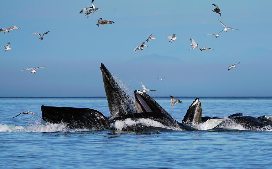 Humpback Whales Gulp Feeding #3 Photograph by Hiroya Minakuchi
