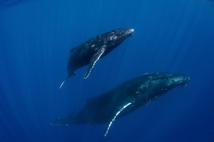 Humpback Whales, Reunion Island #3 Photograph by Cdric Pneau