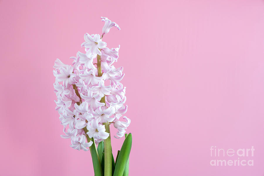 Spring Photograph - Hyacinth (hyacinthus Orientalis) Flowers #3 by Wladimir Bulgar/science Photo Library