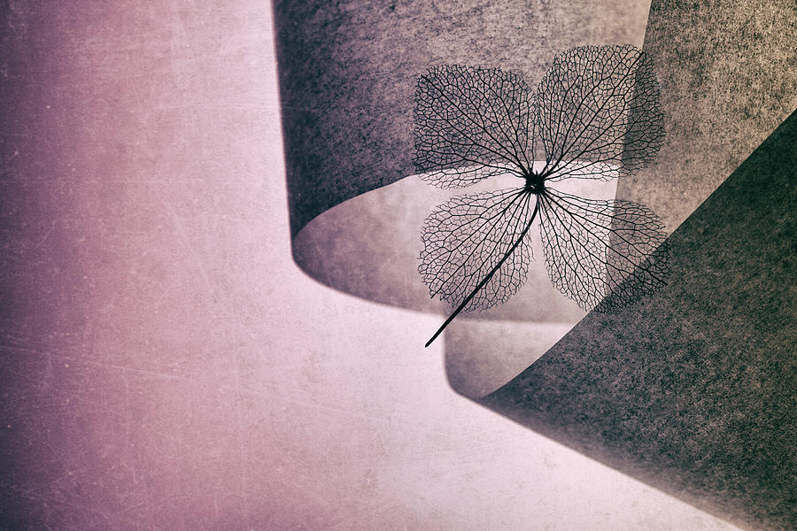 Abstract Photograph - Hydrangea #3 by Shihya Kowatari