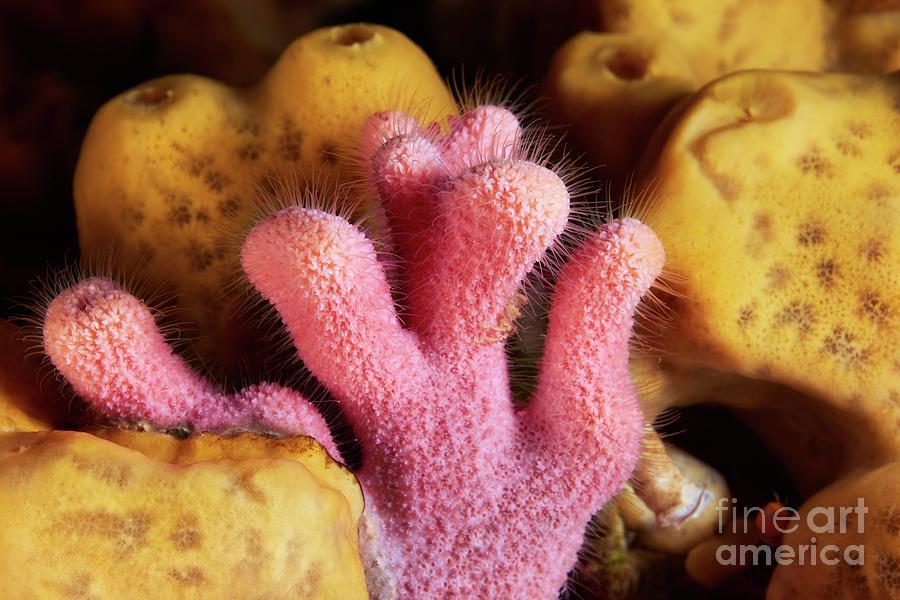 Nature Photograph - Hydrozoan #3 by Alexander Semenov/science Photo Library