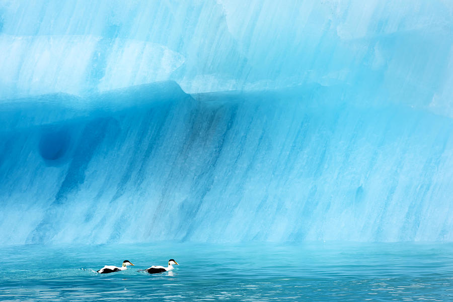 Duck Photograph - Icebergs In Jokulsarlon Glacial Lagoon #3 by Ivan Kmit