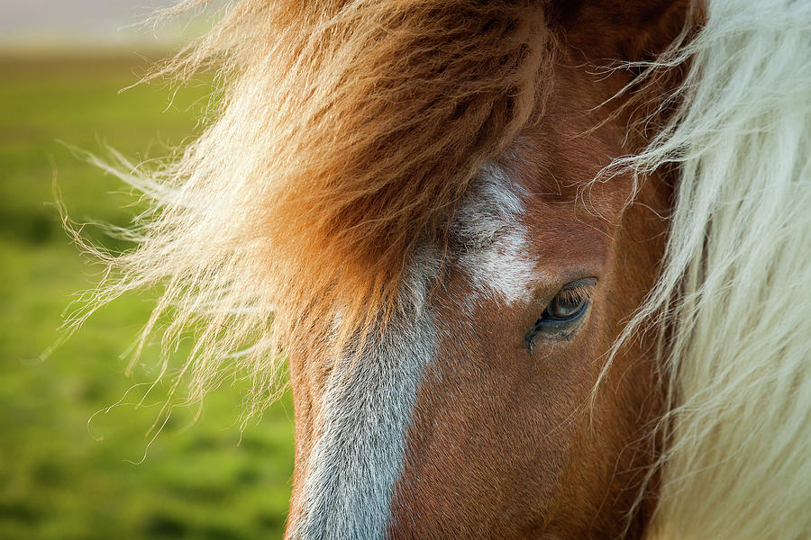 Icelandic Horse Photograph by Peter OReilly Icelandic Horse Photograph by Peter OReilly