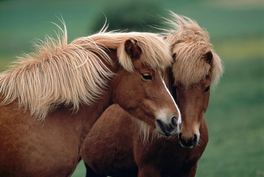Icelandic Horse #3 Digital Art by Robert Maier