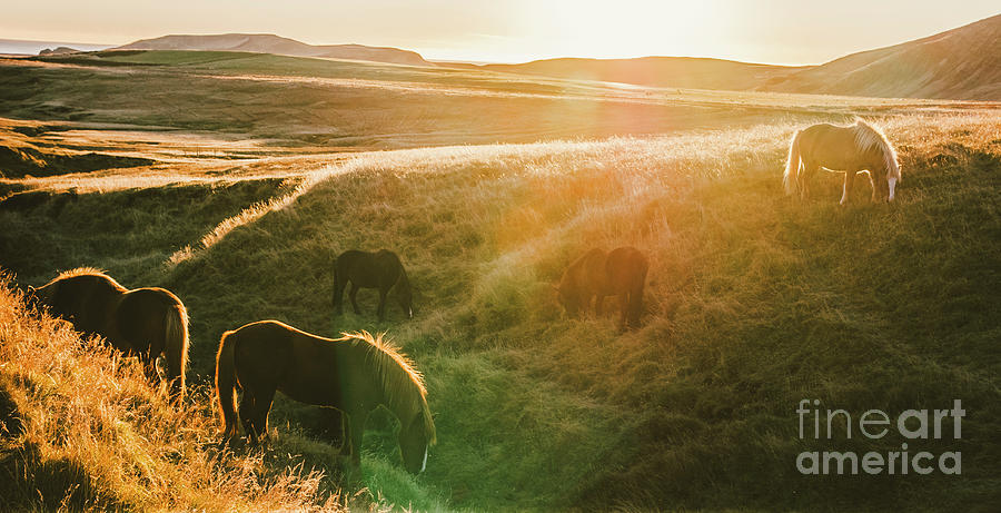 Icelandic landscapes, sunset in a meadow with horses grazing  backlight #3 Photograph by Joaquin Corbalan
