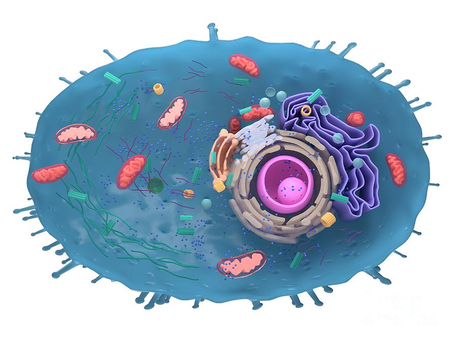 Illustration Of A Human Cell Cross-section Photograph by Sebastian ...