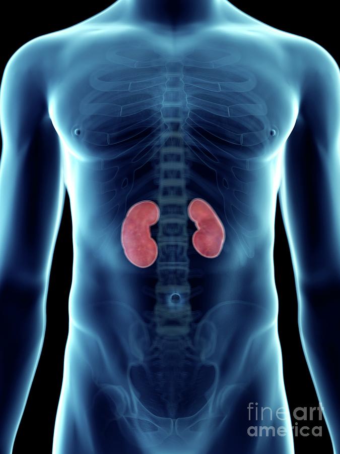 3d Photograph - Illustration Of A Mans Kidneys #3 by Sebastian Kaulitzki/science Photo Library